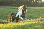 Paint Horse