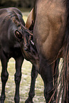 Paint Horses