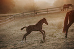 Paint Horses