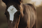 Paint Horse