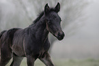 Paint Horse