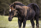 Paint Horse