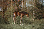 Paint Horse