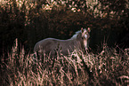 Paint Horse