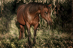 Paint Horse