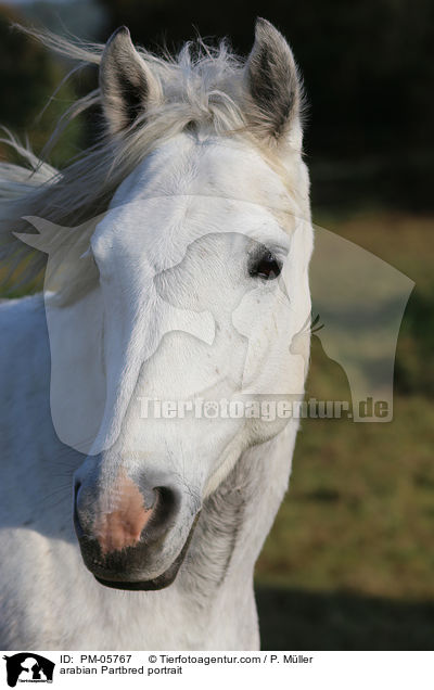 Partbred-Araber Portrait / arabian Partbred portrait / PM-05767