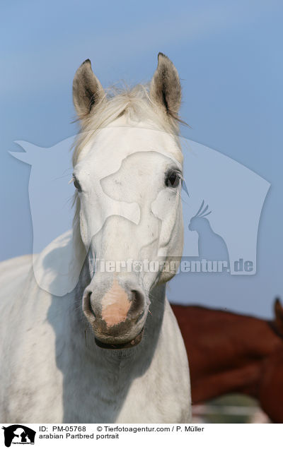 Partbred-Araber Portrait / arabian Partbred portrait / PM-05768