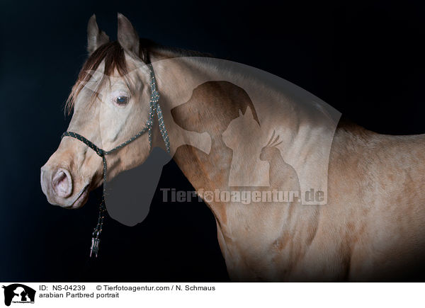 Partbred-Araber Portrait / arabian Partbred portrait / NS-04239