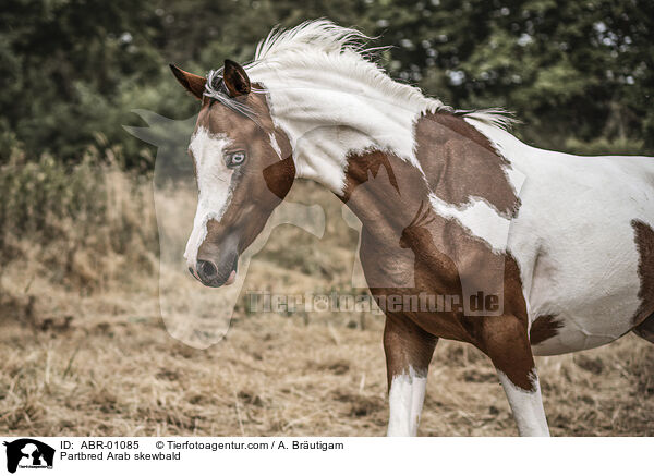 Partbred-Araber Schecke / Partbred Arab skewbald / ABR-01085