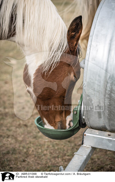 Partbred Arab skewbald / ABR-01088