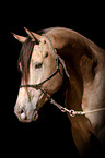 Partbred portrait