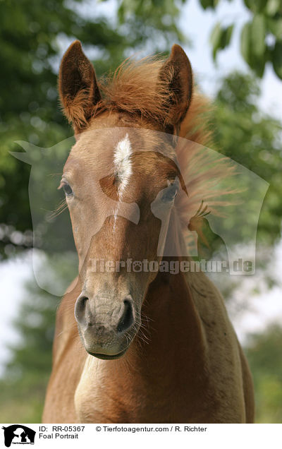 Foal Portrait / RR-05367
