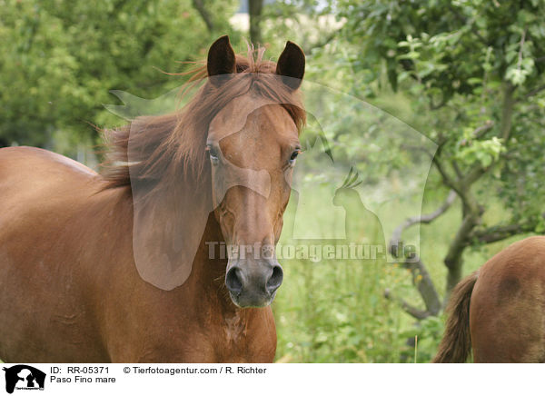 Pferd auf der Weide / Paso Fino mare / RR-05371