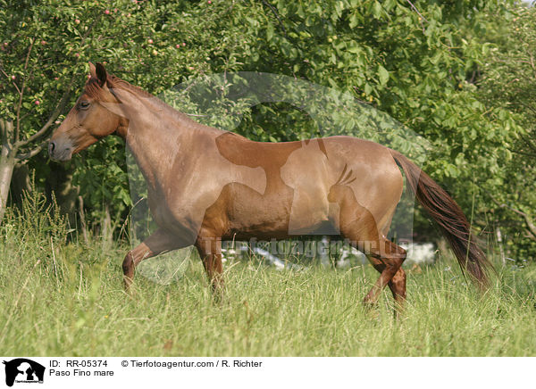 Pferd auf der Weide / Paso Fino mare / RR-05374