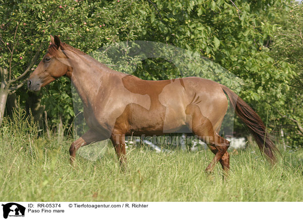 Paso Fino mare / RR-05374