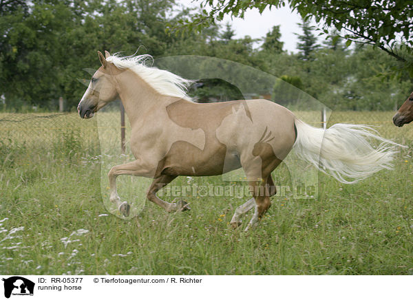 Paso Fino im Galopp / running horse / RR-05377
