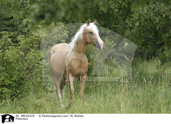 Paso Fino auf der Weide / Palomino / RR-05378