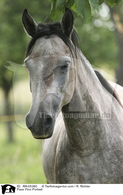 Paso Fino Portrait / Paso Fino Portrait / RR-05380