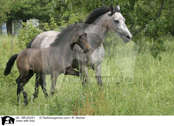mare with foal / RR-05381