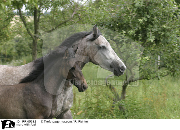 Stute mit Fohlen / mare with foal / RR-05382