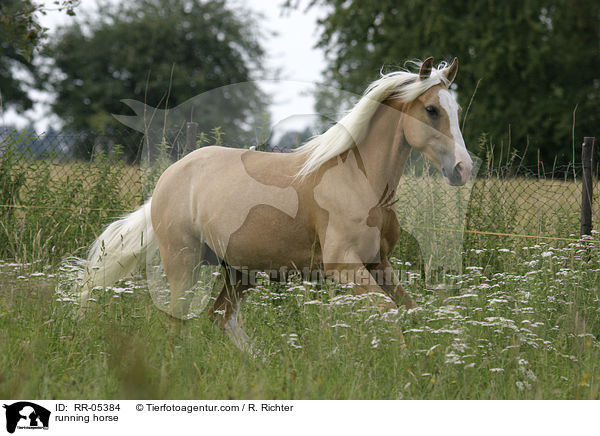 Pferd in Bewegung / running horse / RR-05384