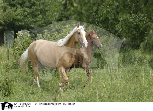 Stute mit Fohlen / mare with foal / RR-05385