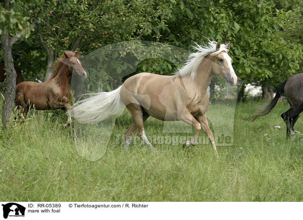 Stute mit Fohlen / mare with foal / RR-05389