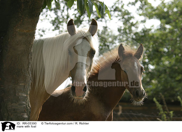 Stute mit Fohlen / mare with foal / RR-05390