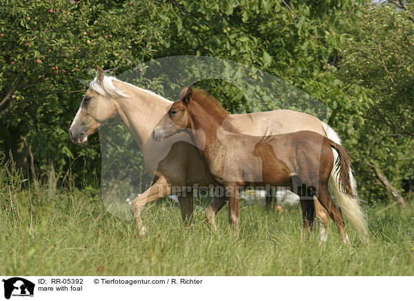 Stute mit Fohlen / mare with foal / RR-05392