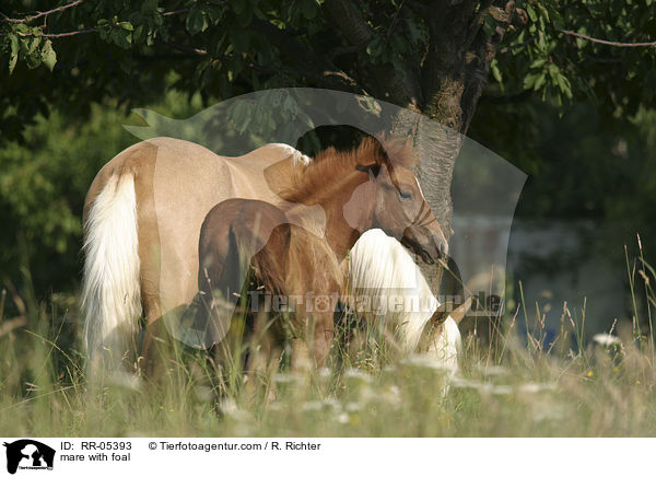 Stute mit Fohlen / mare with foal / RR-05393