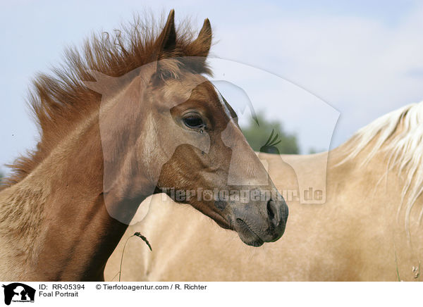 Foal Portrait / RR-05394