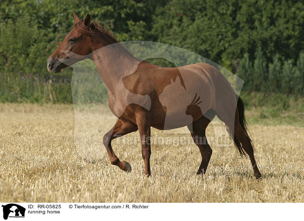 Paso Fino in Bewegung / running horse / RR-05825