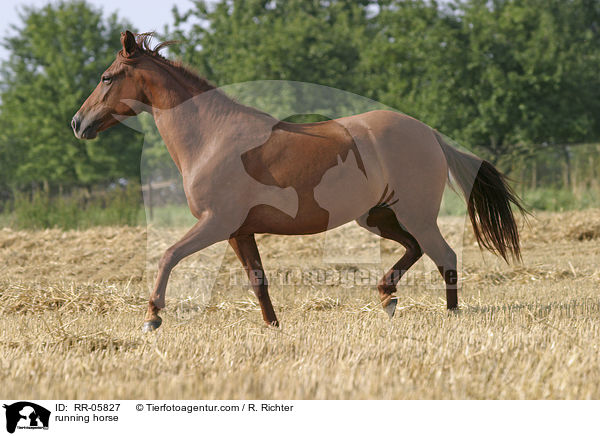 running horse / RR-05827