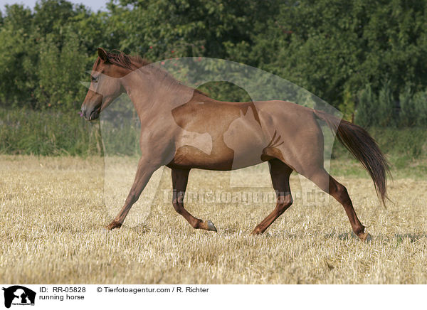 Paso Fino in Bewegung / running horse / RR-05828