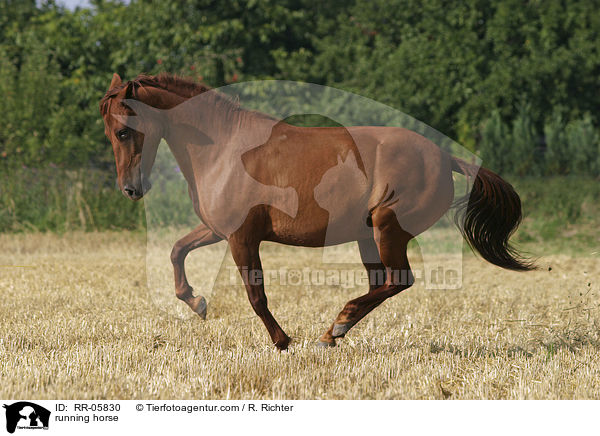Paso Fino im Galopp / running horse / RR-05830