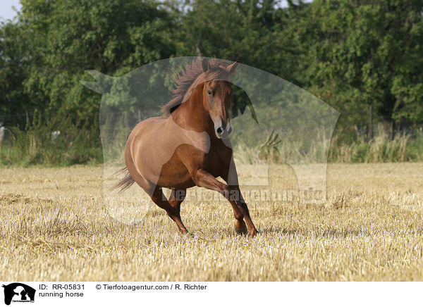 Paso Fino in Bewegung / running horse / RR-05831