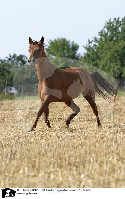 running horse / RR-05832