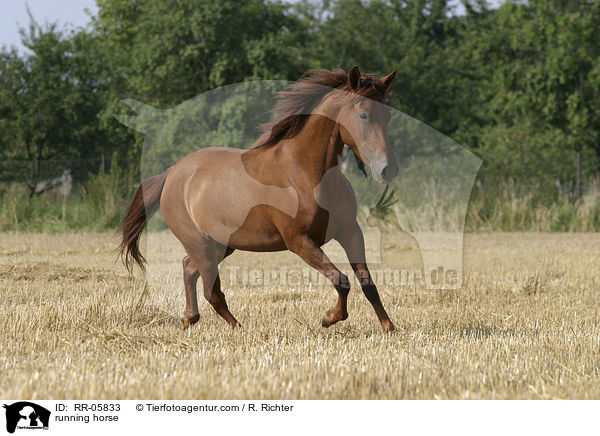 running horse / RR-05833
