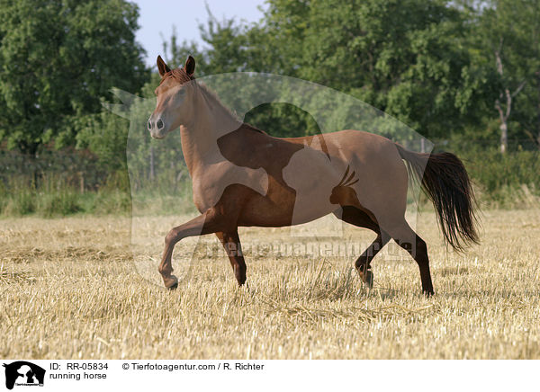 Paso Fino in Bewegung / running horse / RR-05834
