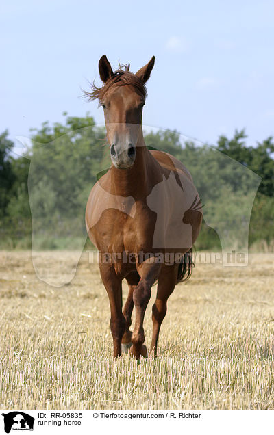 Paso Fino in Bewegung / running horse / RR-05835