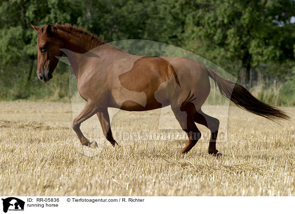 Paso Fino im Galopp / running horse / RR-05836