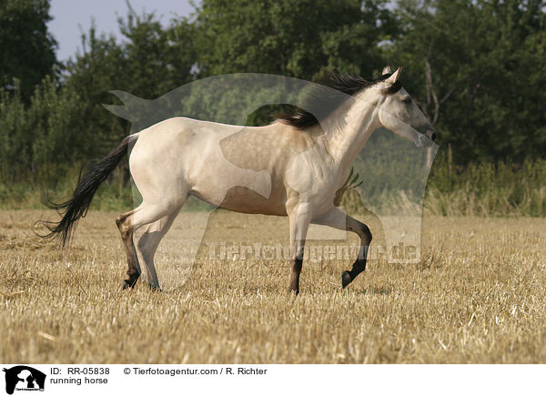 Paso Fino in Bewegung / running horse / RR-05838