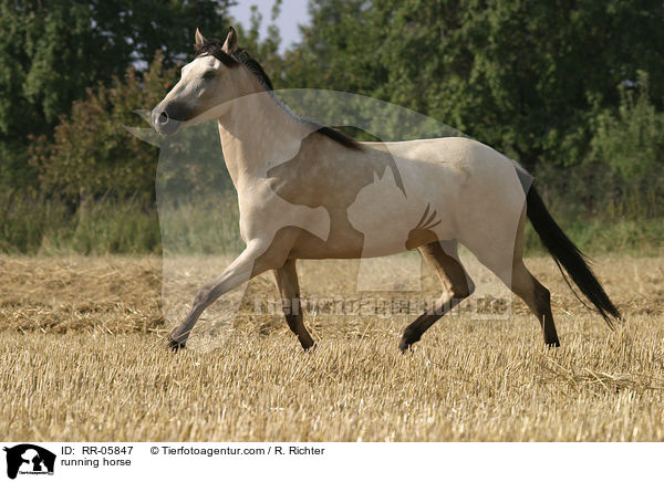 running horse / RR-05847