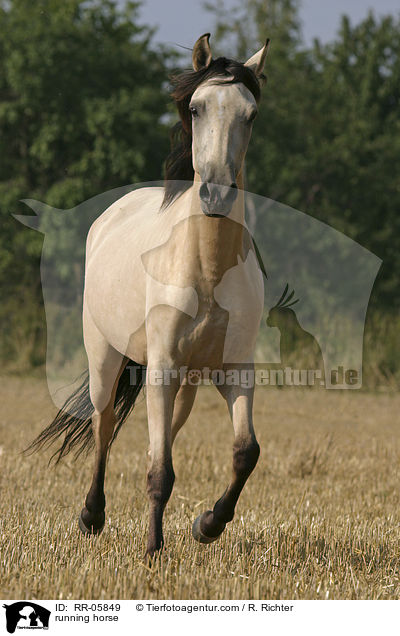 Paso Fino in Bewegung / running horse / RR-05849