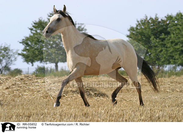 Paso Fino in Bewegung / running horse / RR-05852