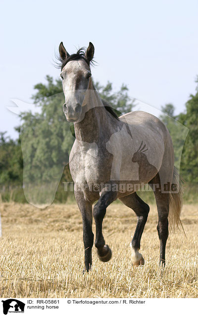 Paso Fino in Aktion / running horse / RR-05861
