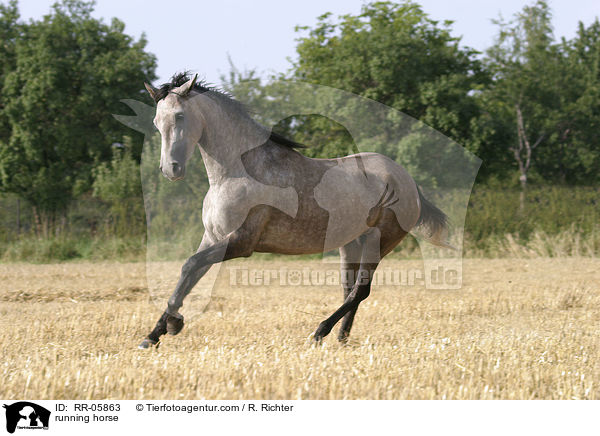 running horse / RR-05863