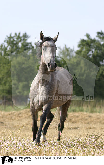 Paso Fino in Aktion / running horse / RR-05866