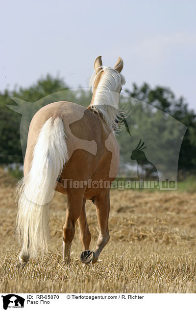 Paso Fino / Paso Fino / RR-05870