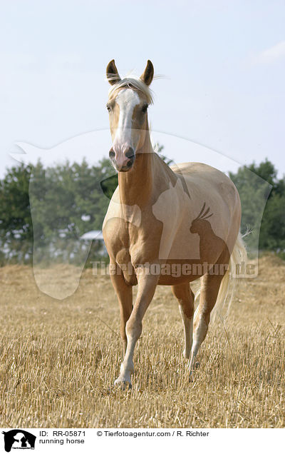 Paso Fino im Galopp / running horse / RR-05871